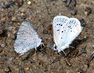 AZURE, ECHO (Celastrina echo) & BLUE, GREENISH (Plebejus saepiolus) (6-21-2021) 5000 ft, bear basin meadow, smith river nat rec area, del norte co, ca -01