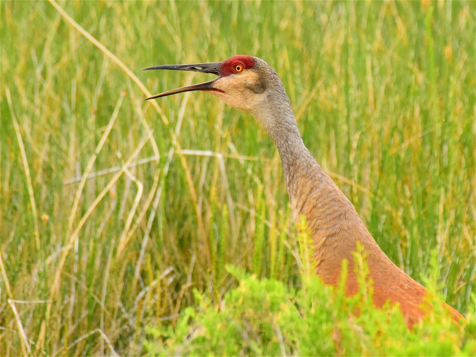Greater sandhill crane at Seedskadee National Wildlife Refuge Wyoming