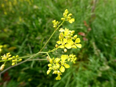 Brassica nigra (L.) W.D.J.Koch, 1833