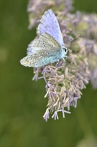 Insect bugs green butterfly