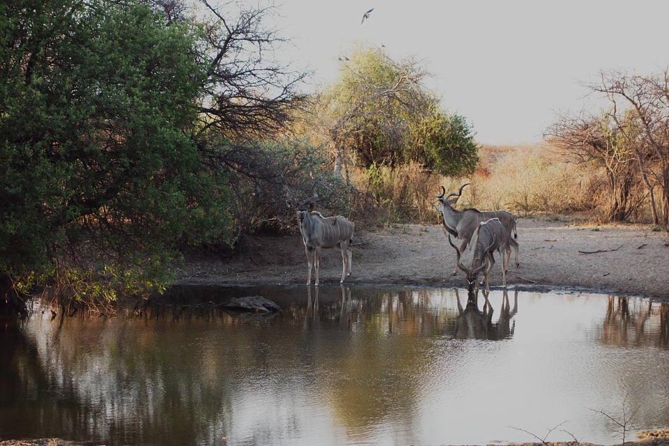 Antelope prearies savana
