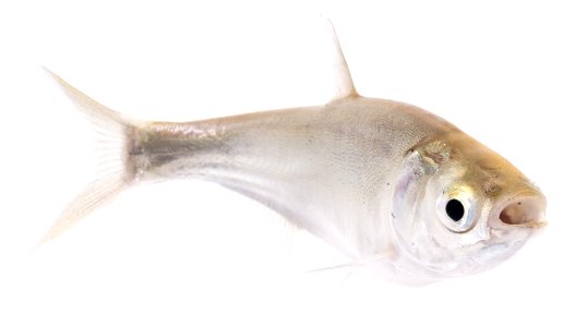 Silver Carp (Hypophthalmichthys molitrix), Juvenile (8) photo