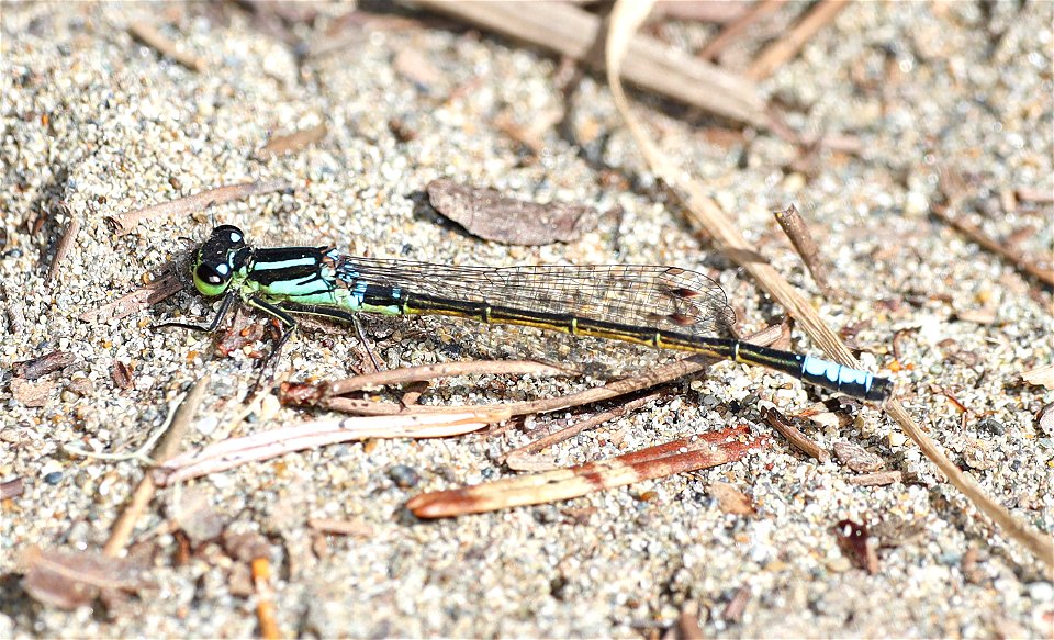 FORKTAIL, WESTERN (Ischnura perparva) (03-30-2022) male, lake earl wildlife area, del norte co, ca -01