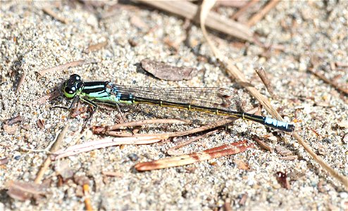 FORKTAIL, WESTERN (Ischnura perparva) (03-30-2022) male, lake earl wildlife area, del norte co, ca -01