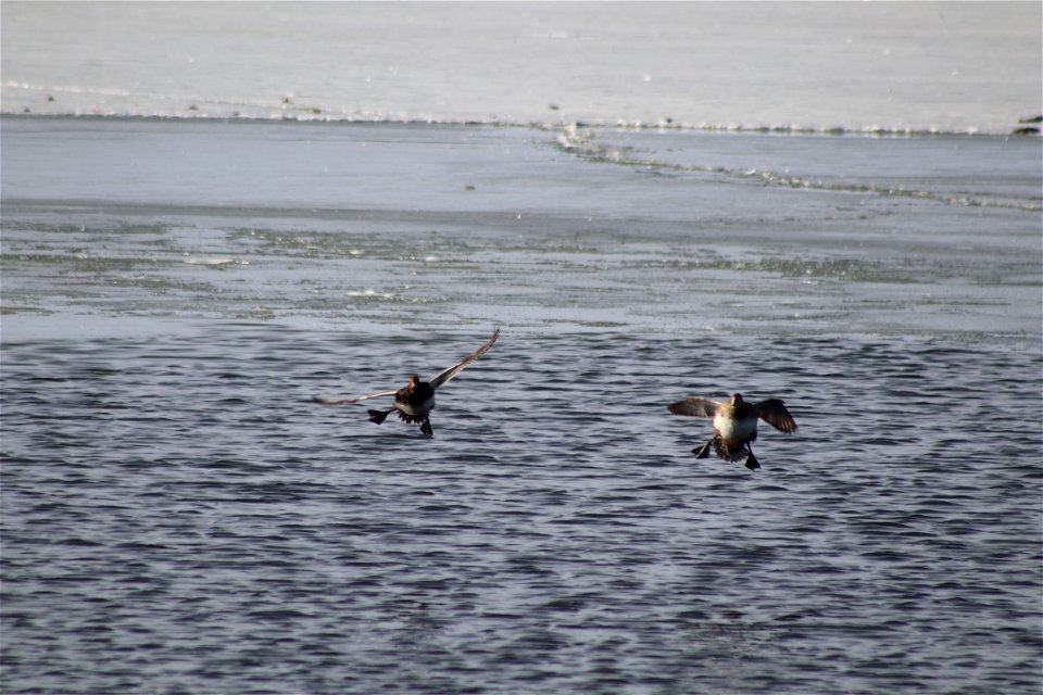Coming in for a Landing Lake Andes National Wildlife Refuge South Dakota