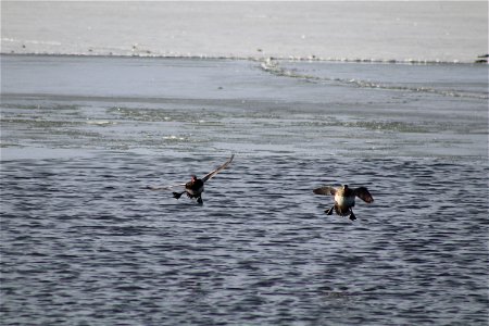 Coming in for a Landing Lake Andes National Wildlife Refuge South Dakota photo