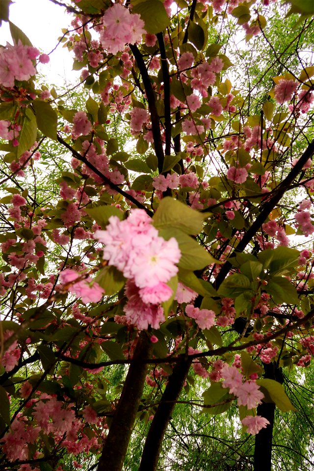 japanes_garden_rain_Herastrau (121)