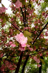 japanes_garden_rain_Herastrau (121)