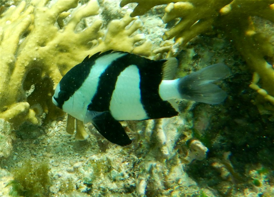 Dascyllus aruanus 1