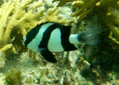 Dascyllus aruanus 1