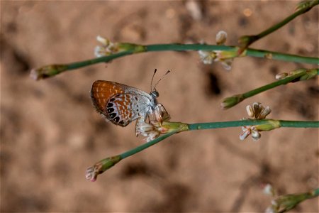 Western pygmy-blue