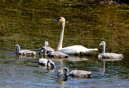 Trumpeter swan at Seedskadee National Wildlife Refuge