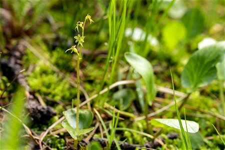 Listera cordata