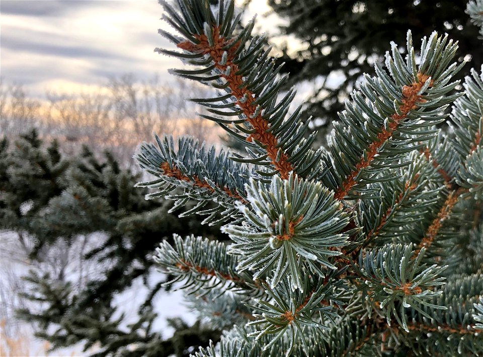Frozen Limbs Up Close