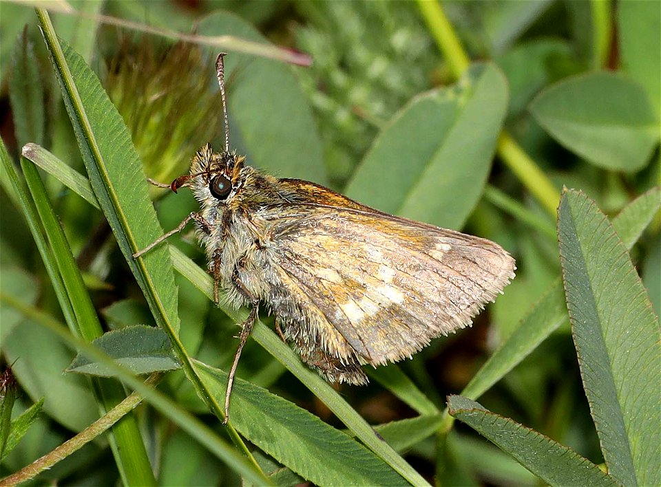 SKIPPER, MARDON (Polites mardon) (06-08-2022) N CA-S OR coastal segregate, low divide road, smith river recreation area, del norte co, ca -03
