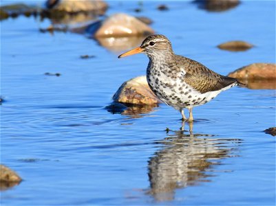 Spotted sandpiper at Seedskadee National Wildlife Refuge