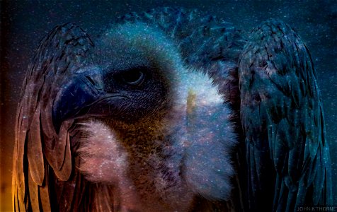 Griffon vulture