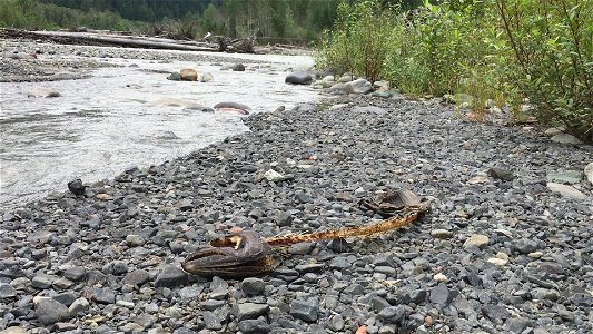 20210822_SalmonCarcass_NorthForkNooksackRiver_byMagentaWidner
