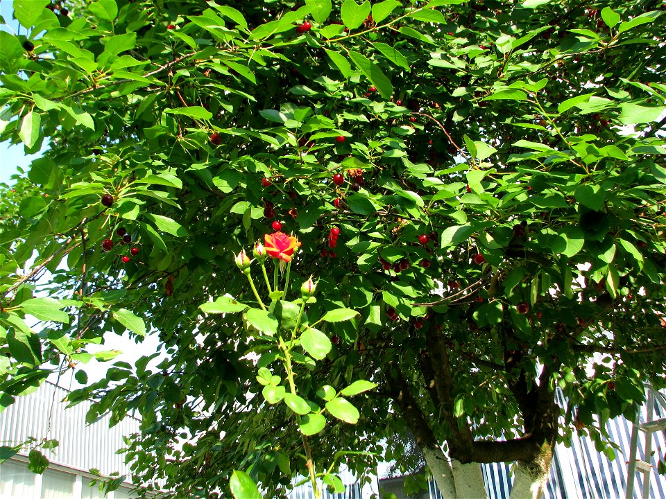trandaf2009_0623_171256