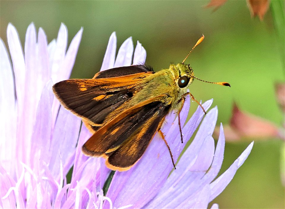 BROKEN-DASH, SOUTHERN (Wallengrenia otho) (05-30-2023) male, nags head woods ecological preserve, dare co, nc -09