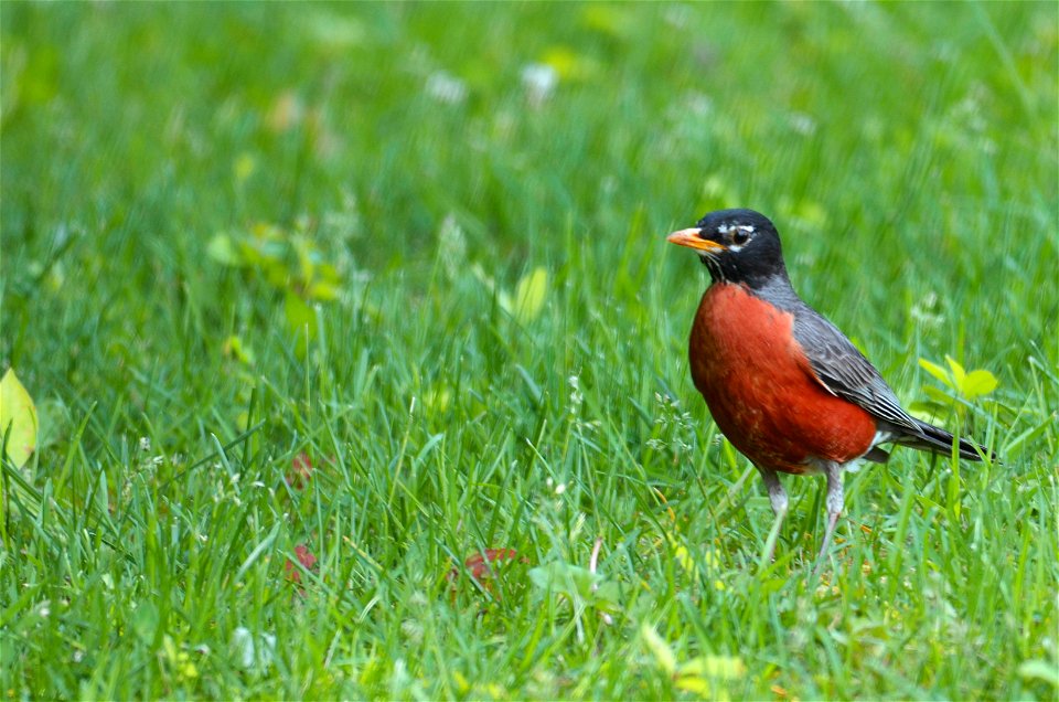 American robin photo