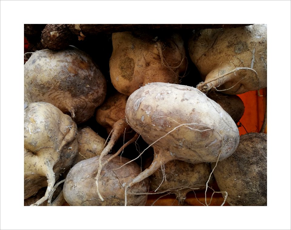 Jicamas or turnip photo