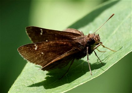 SKIPPER, CLOUDED (Lerema accius) (05-23-2023) neusiok trail south from rte 101, craven co, nc (5) male photo