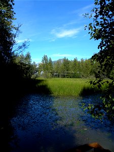 Created Wetland, East Fork Duck Creek, Juneau, Alaska