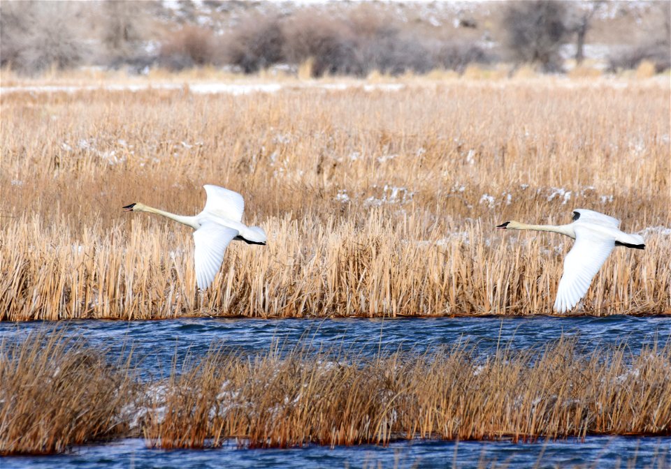 Trumpeter swans at Seedskadee National Wildlife Refuge