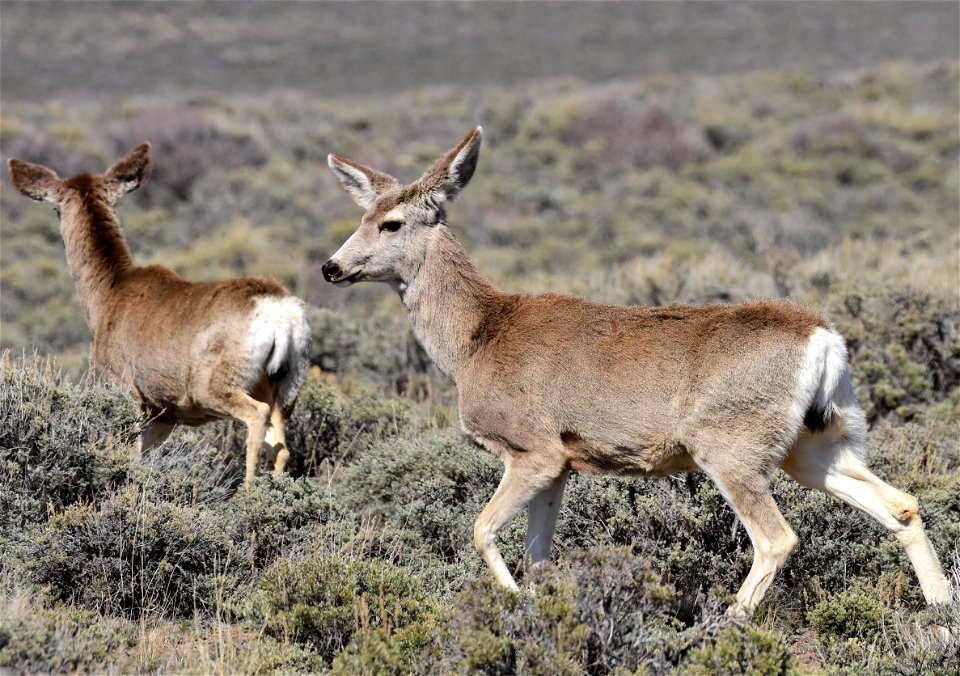 Mule deer near Arapaho National Wildlife Refuge Colorado