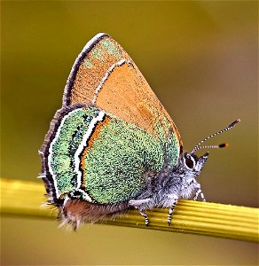 HAIRSTREAK, SANDIA (Callophrys, mcfarlandi) (03-10-2023) embudo trailhead, albuquerque, bernalillo co, nm -02