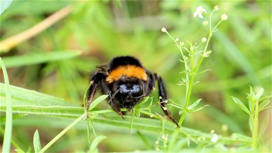 Bombus terrestris (Dunkle Erdhummel) frontal