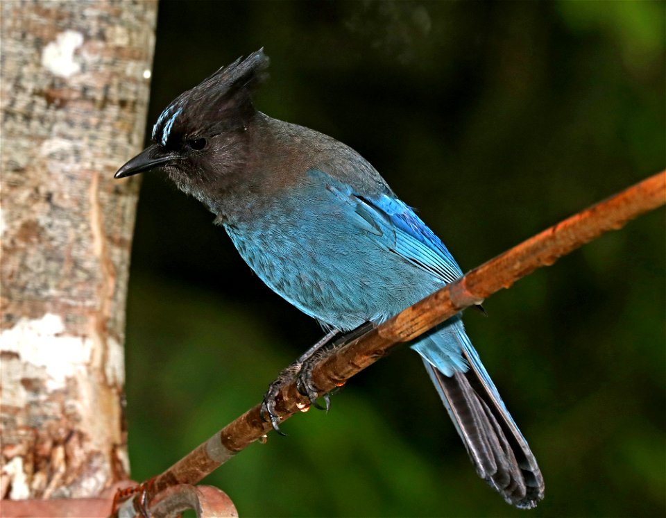 638 - STELLER'S JAY (5-27-2021) yard, crescent city, ca -06