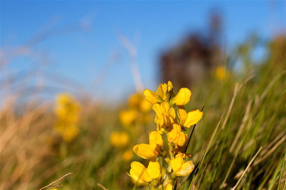 Spring Prairie Time