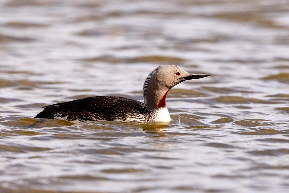 Red-throated loon