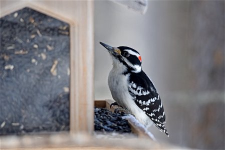 Hairy woodpecker at a bird feeder