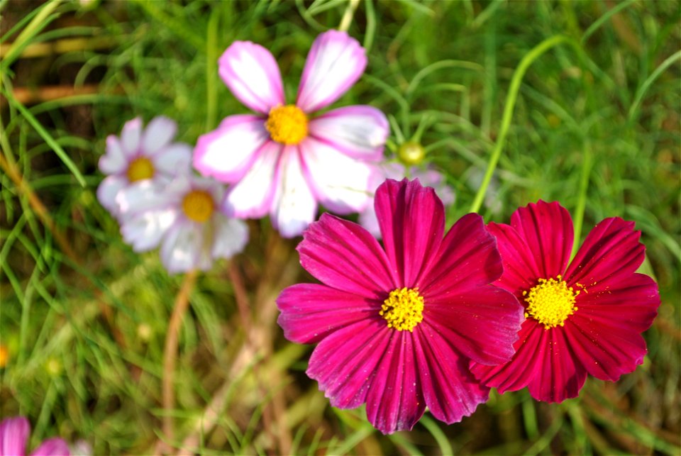Cosmos Flowers