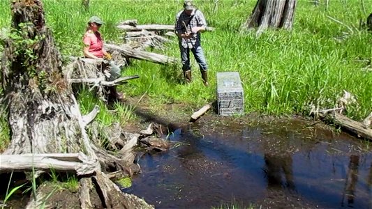 202106-GP-Beaver release with Cowlitz Tribe by John Jakubowski