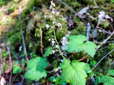 Foamflower. Old Sauk Trail, Mt. Baker-Snoqualmie National Forest. Photo by Anne Vassar June 2, 2021.