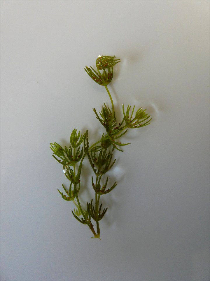 Chara globularis J.L.Thuiller, 1799