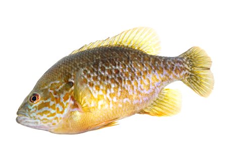 Hybrid sunfish photo