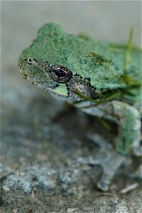 Gray Tree Frog Close-up photo