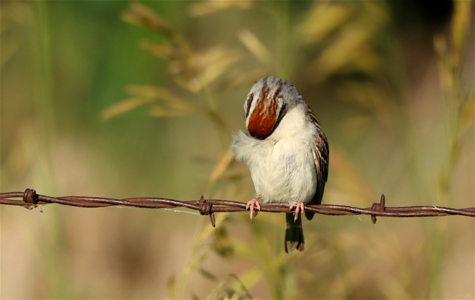 Chipping Sparrow Huron Wetland Management District photo