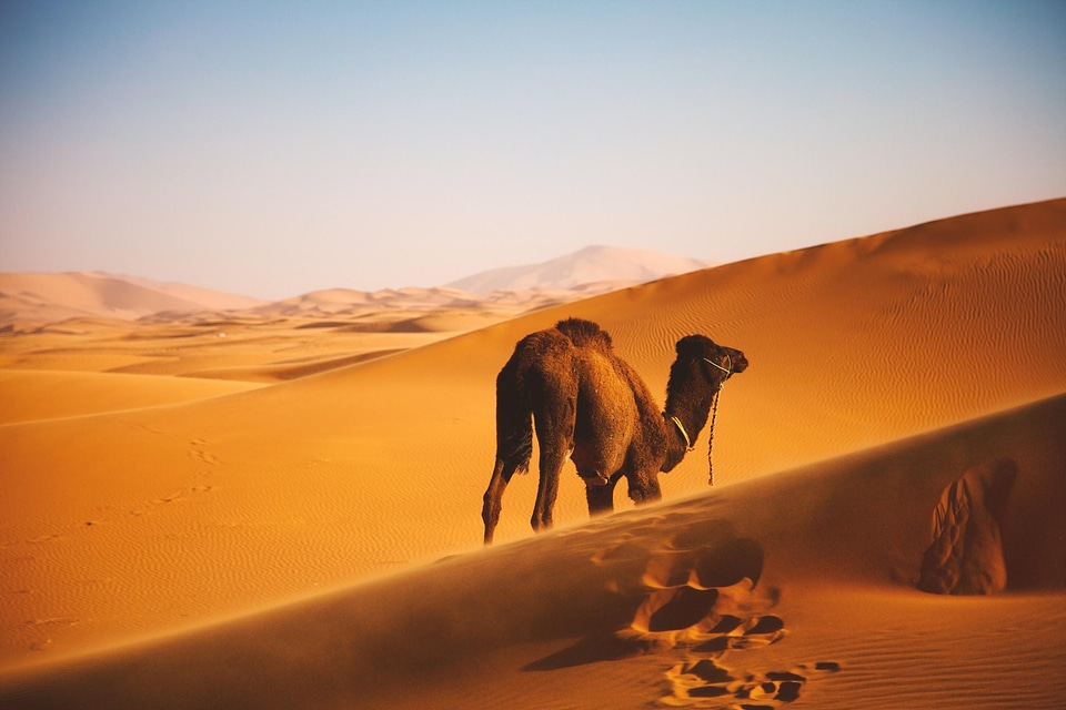 Animal camel sand dune photo