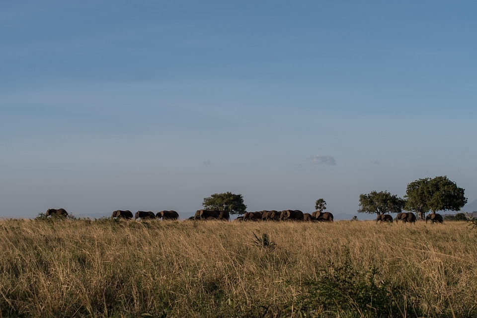Landscape tree savanna