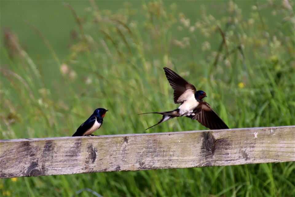 Ringed Swallow Touchdown photo