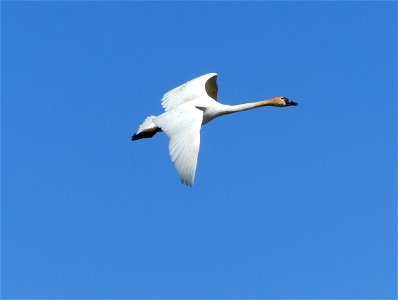 Tundra swan in flight photo