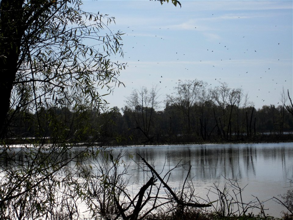Maxey Marsh