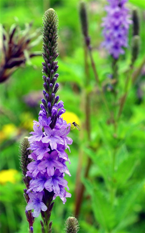 Hoary Vervain is a native prairie flower.