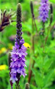 Hoary Vervain is a native prairie flower.